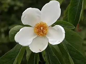 Description de l'image Franklinia alatamaha1ScottZona.jpg.
