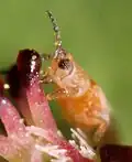 Frankliniella occidentalis