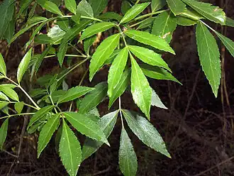 Description de l'image Fraxinus caroliniana foliage.jpg.