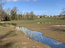 Une prairie dont le sol est majoritairement composé de boues avec des jeunes pousses de plantes, il y a d'ici et là des zones d'eau.