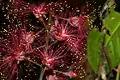 Fleurs de Barringtonia acutangula
