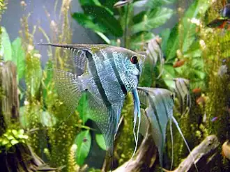 Poisson-ange d'eau douce (Pterophyllum scalare)