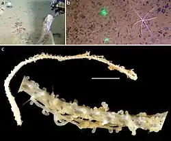 Freyella benthophila