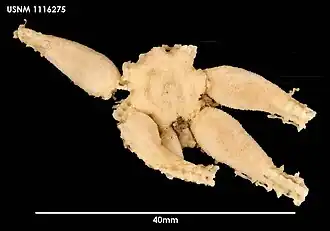 Freyella drygalskii.