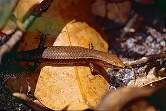Description de l'image Friendly Sunskink (Lampropholis amicula) (9951462974).jpg.