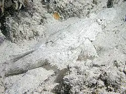 Sunagocia otaitensis.