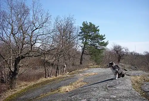 Depuis la colline avec ses pins et ses chênes, vue sur le sud de Djurgården..