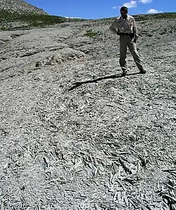 Débris calcaires en « frites », Colmars (Alpes-de-Haute-Provence, France).