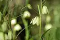 Fritillaria thunbergii