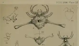 Description de l'image Friula wallacei by O. Pickard-Cambridge 1896.png.