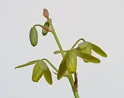 Tiges, feuilles délicatement verts.