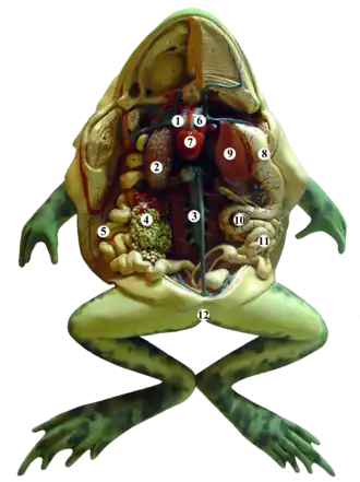 Grenouille disséquée