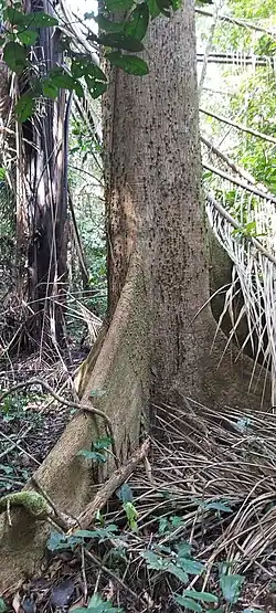 Fromager (Pied arbre ) à Hikoadjom