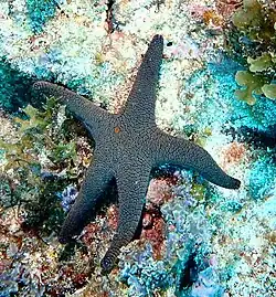 Possible variante en Australie.