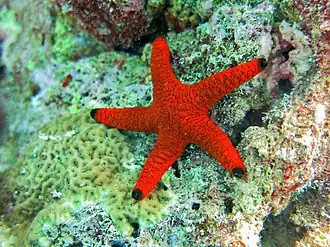 Étoile de mer (Fromia indica)