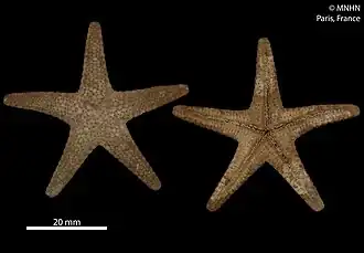 Spécimen préservé au Muséum National d'Histoire Naturelle.