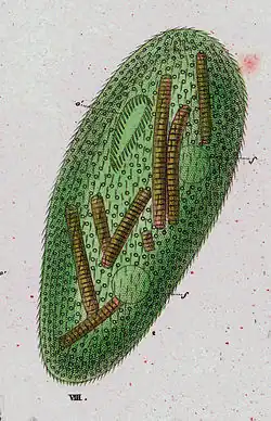 Frontonia vernalis d'après Ehrenberg
