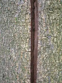 Vue rapprochée d'un tronc d’arbre parcouru par une fissure.