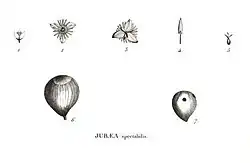 Gravure scientifique avec les étapes de la fructification.