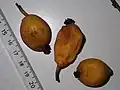 Fruits murs de Trymatococcus amazonicus.