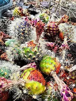 Fruits.