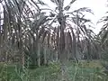 Palmeraie de ftimis à Kébili.