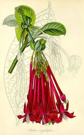 Description de l'image Fuchsia corymbiflora - Paxton.jpg.