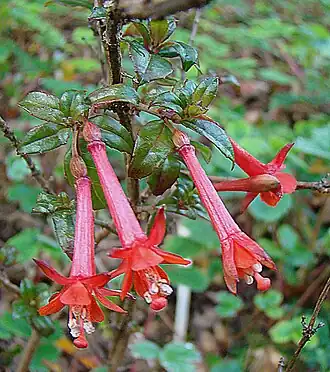 Description de l'image Fuchsia loxensis (9536261172).jpg.