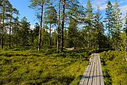 Forêt de conifères.