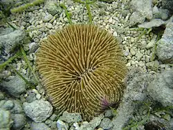 Corail champignon (Lobactis scutaria?)