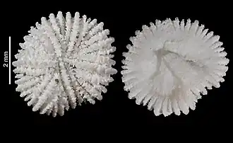 Description de l'image Fungiacyathus fissidiscus (MNHN-IK-2009-1685) 002.jpeg.