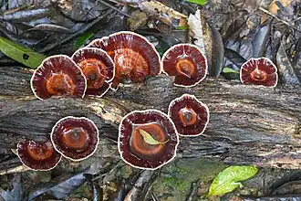 Des champignons sur du bois mort dans le parc