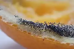 Champignon poussant sur l'écorce d'une orange