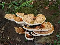 Polyporus dimidié