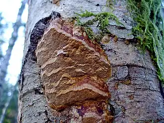 Description de cette image, également commentée ci-après