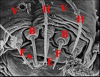 Description de l'image Fusules épigastriques de Ochyrocera thibaudi.jpg.