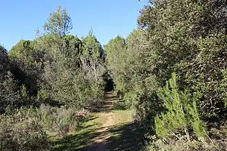 Garrigue généracoise.
