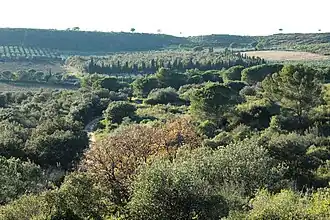Vue sur les puechs généracois.