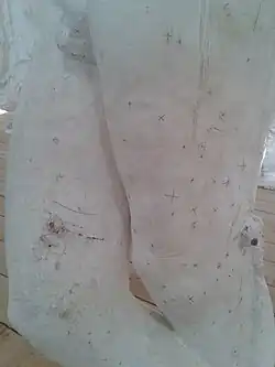 Détail des jambes du plâtre original du Génie du repos éternel, avec traces aux crayons de points justes et clous de fixation du pantographe du praticien Charles Despiau. Meudon, musée Rodin.