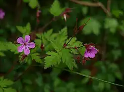 Photographie d'une espèce de géranium, dit Herbe à Robert.
