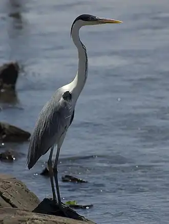 Description de cette image, également commentée ci-après