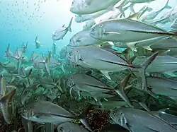 Un banc de Caranx sexfasciatus près de la Grande Barrière. Aout 2016.