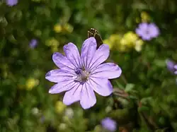 Géranium des Pyrénées (Geranium pyrenaicum)