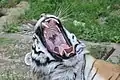 Tigre de Sibérie bâillant.
