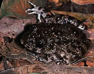 Description de l'image Gaboon Forest Frog (Scotobleps gabonicus) (7706535264).jpg.