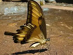 Papilio astyalus mâle, ailes repliées