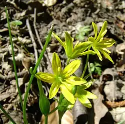 Ombelles de fleurs contenant trois sépales pétaloïdes et trois pétales elliptiques jaunes au-dessus, vert en dessous.