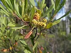 Fleurs de femelle prêtes à éclore