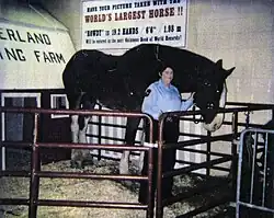 Photographie d'un très grand cheval noir aux côtés d'une femme dans un petit enclos.