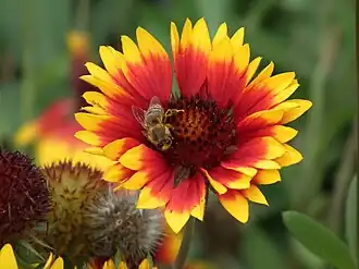Description de l'image Gaillardia aristata 3 2011.jpg.